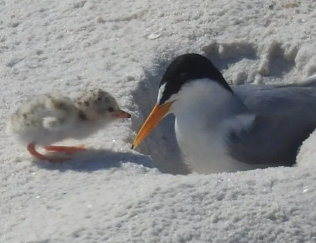 Seagulls in Gulf Shores, Alabama