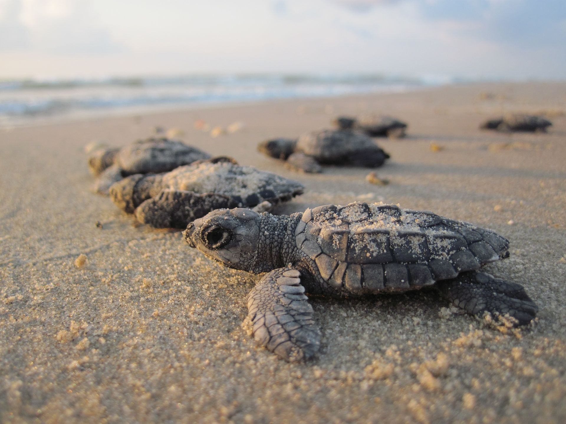 Gulf Shores environmental news