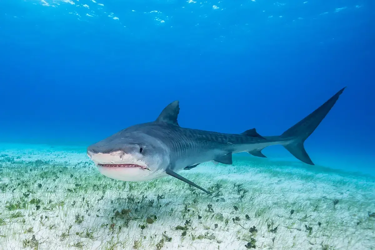 More Sharks in Gulf Waters - Photo: New Scientist