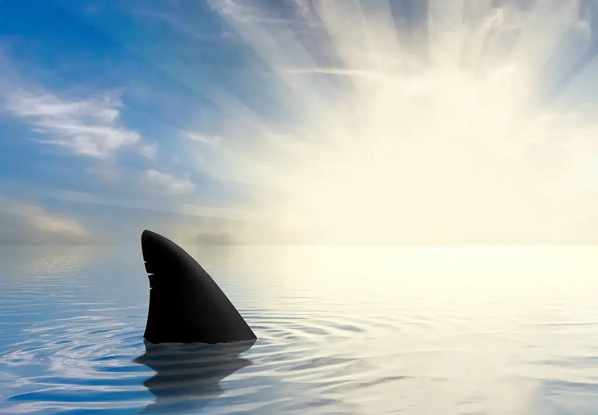 Gulf Shores Shark News