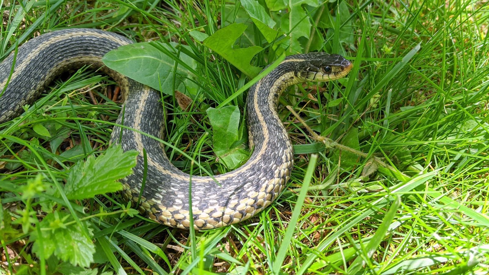 Gulf Shores Animal Control Alabama Summer Snakes