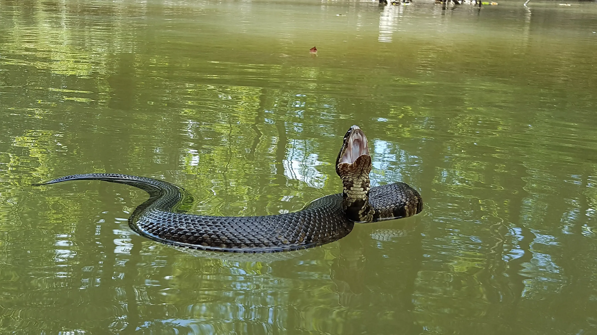 Snake Infested State Parks