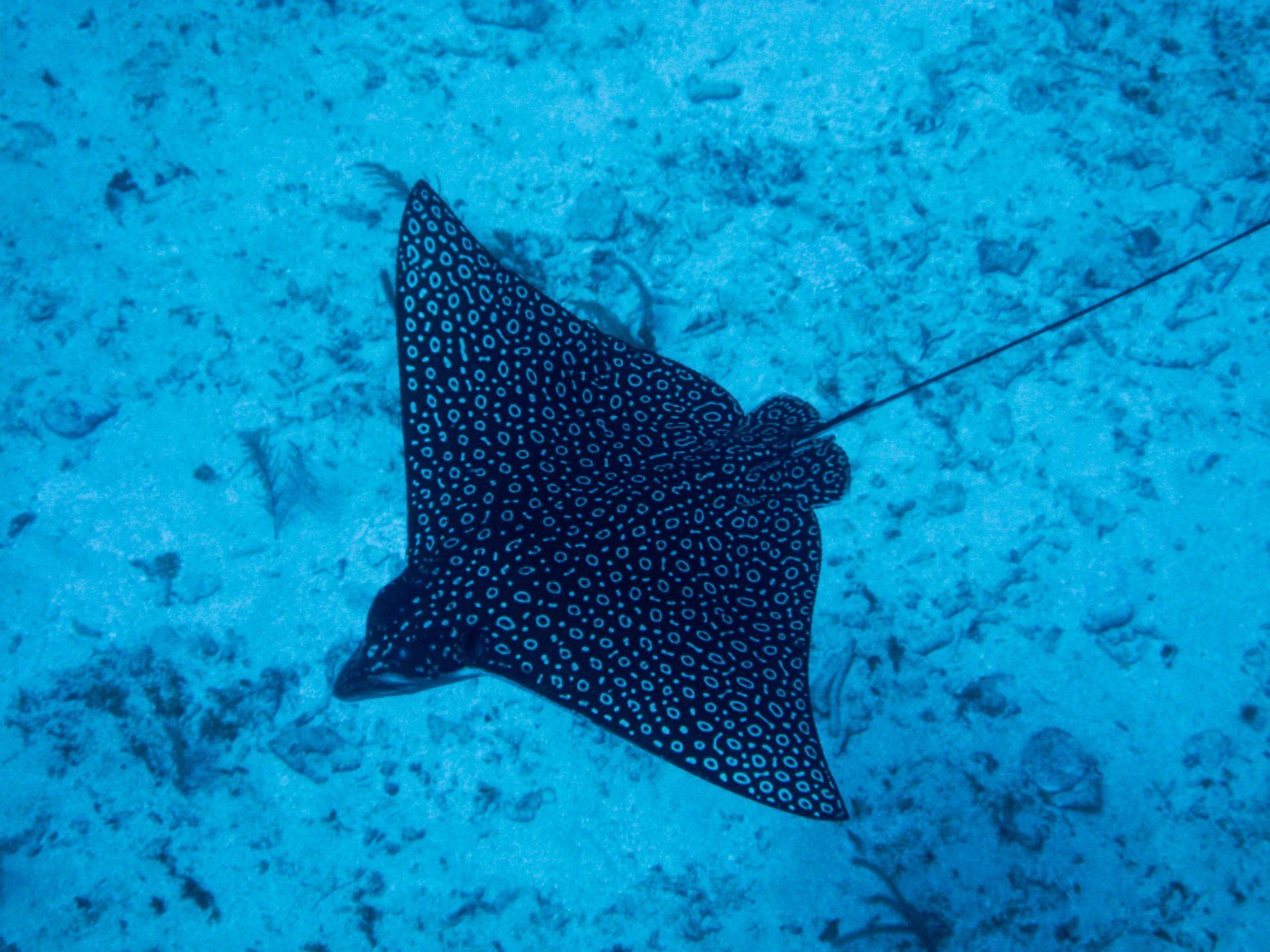 does gulf shores have sting rays