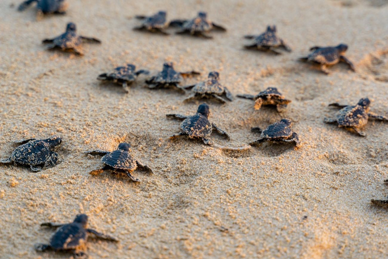 turtle news in Gulf Shores, Alabama