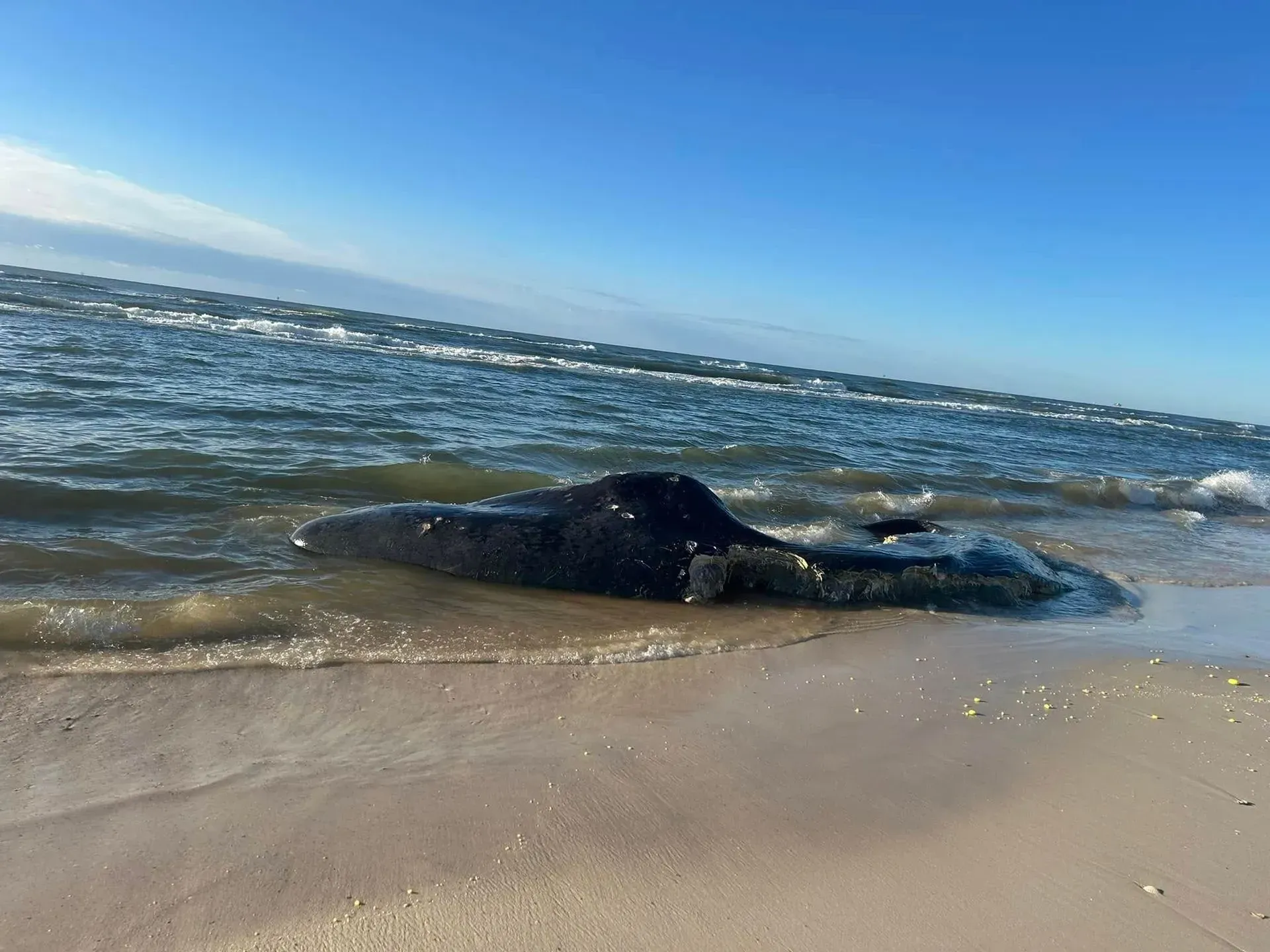 gulf shores news