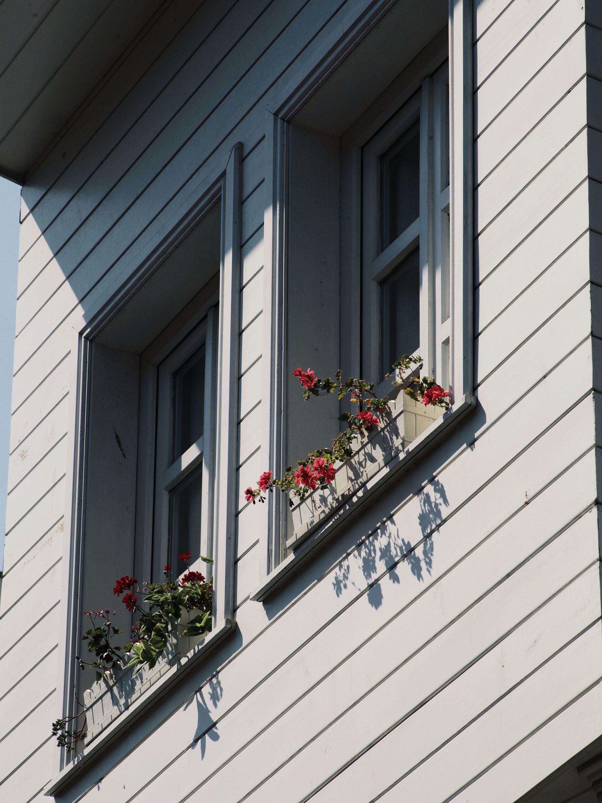 White house wall with two windows and flower boxes holding red blooms