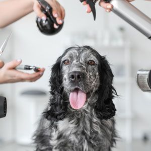 laura-s-pet-retreat-reviews