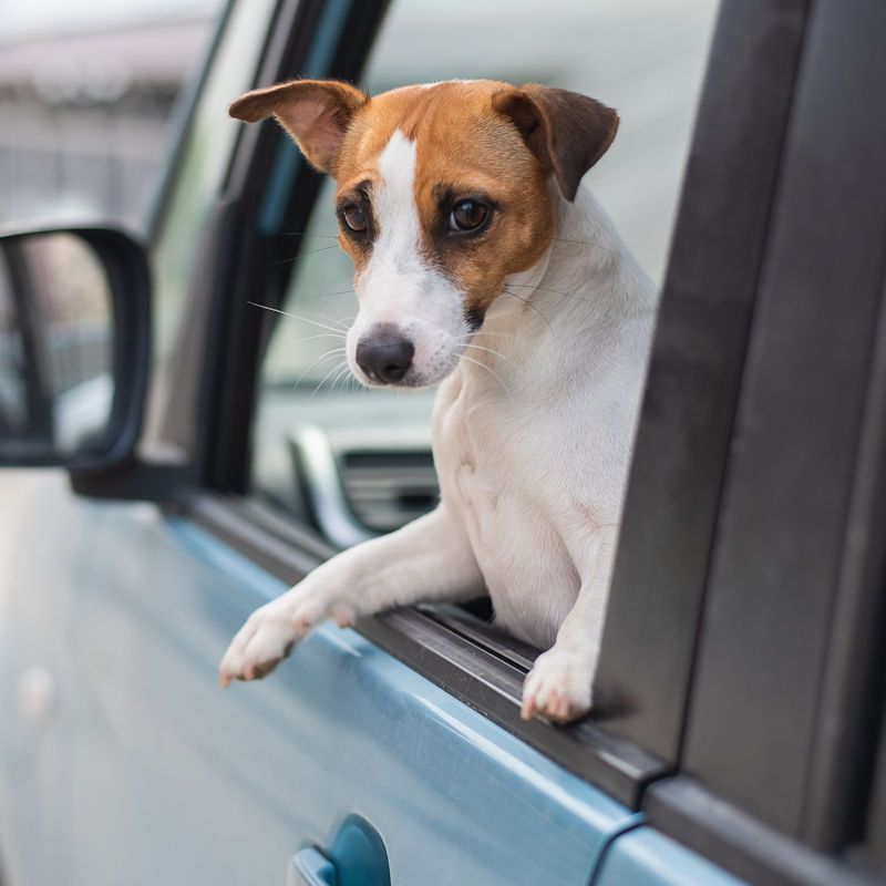 laura-s-dog-policy-drop-off-c58346d1