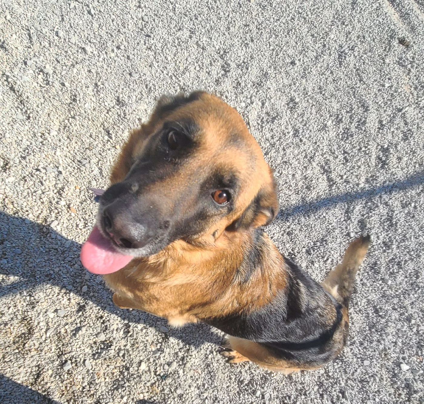 laura-s-dog-retreat-pet-care-home