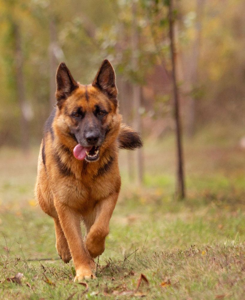 laura-s-dog-retreat-pricing-header