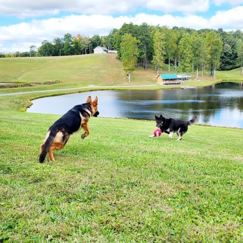 lauras-pet-retreat-image