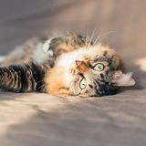laura-s-pet-retreat-reviews