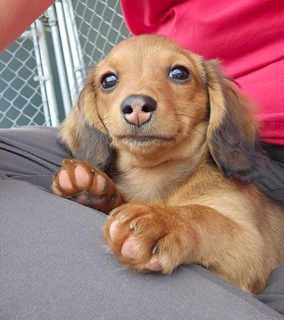 laura-s-dog-retreat-policy-section