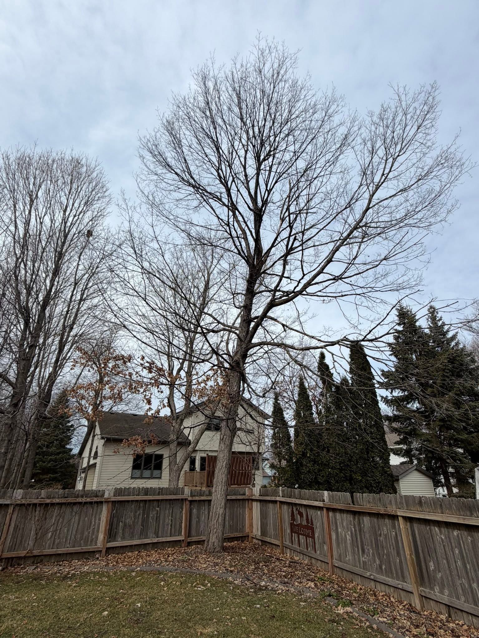 Leafless tree in a fenced backyard with a house and overcast sky in the background