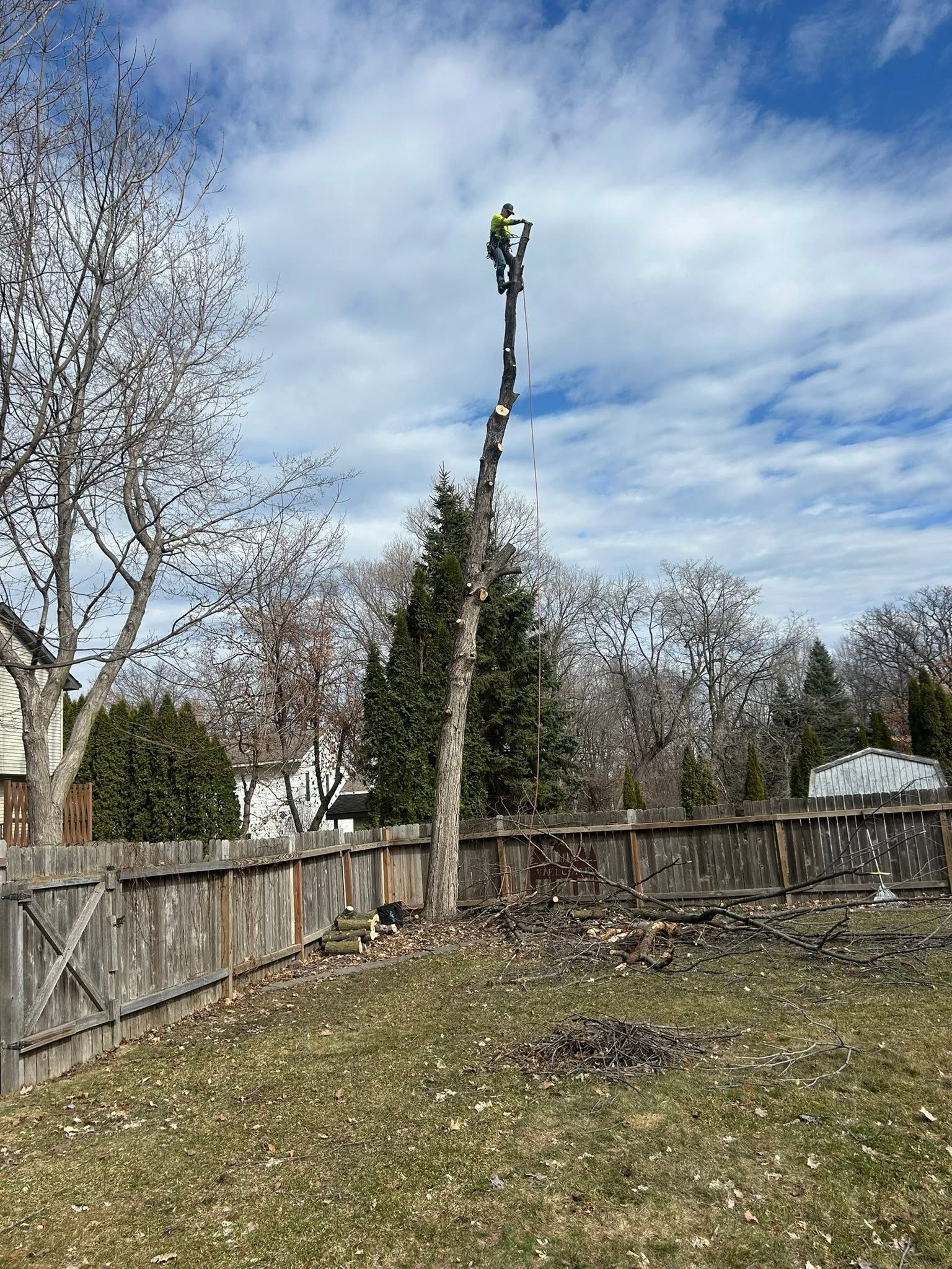 Worker in a safety harness atop a tall tree trunk in a fenced backyard under a cloudy sky