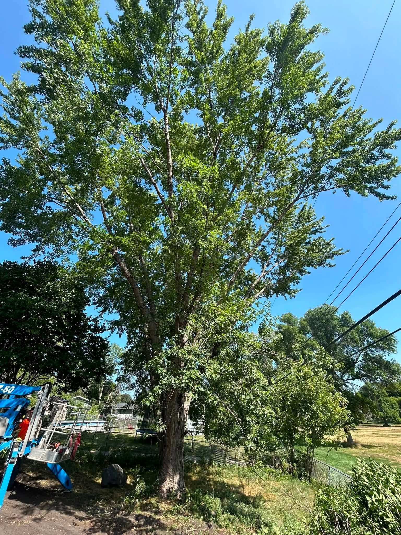 Tall leafy tree beside a roadside under a blue sky, with utility lines overhead and greenery below