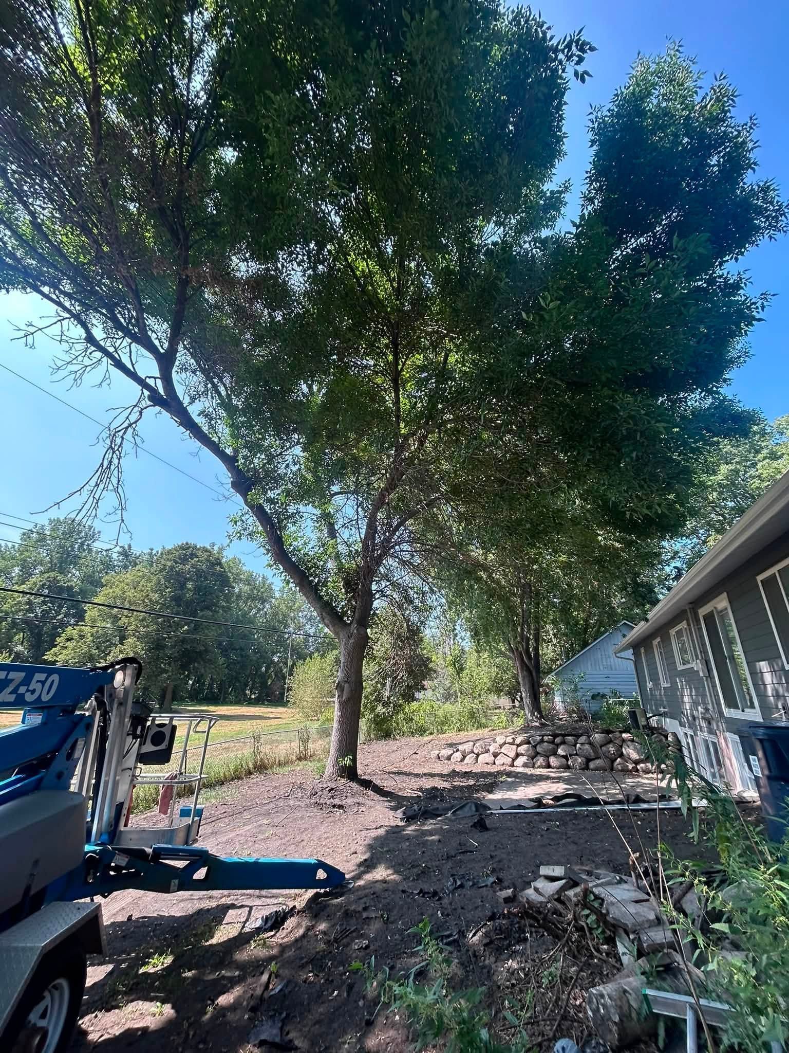 Large leafy tree beside a house and blue machinery in a sunlit yard with scattered debris