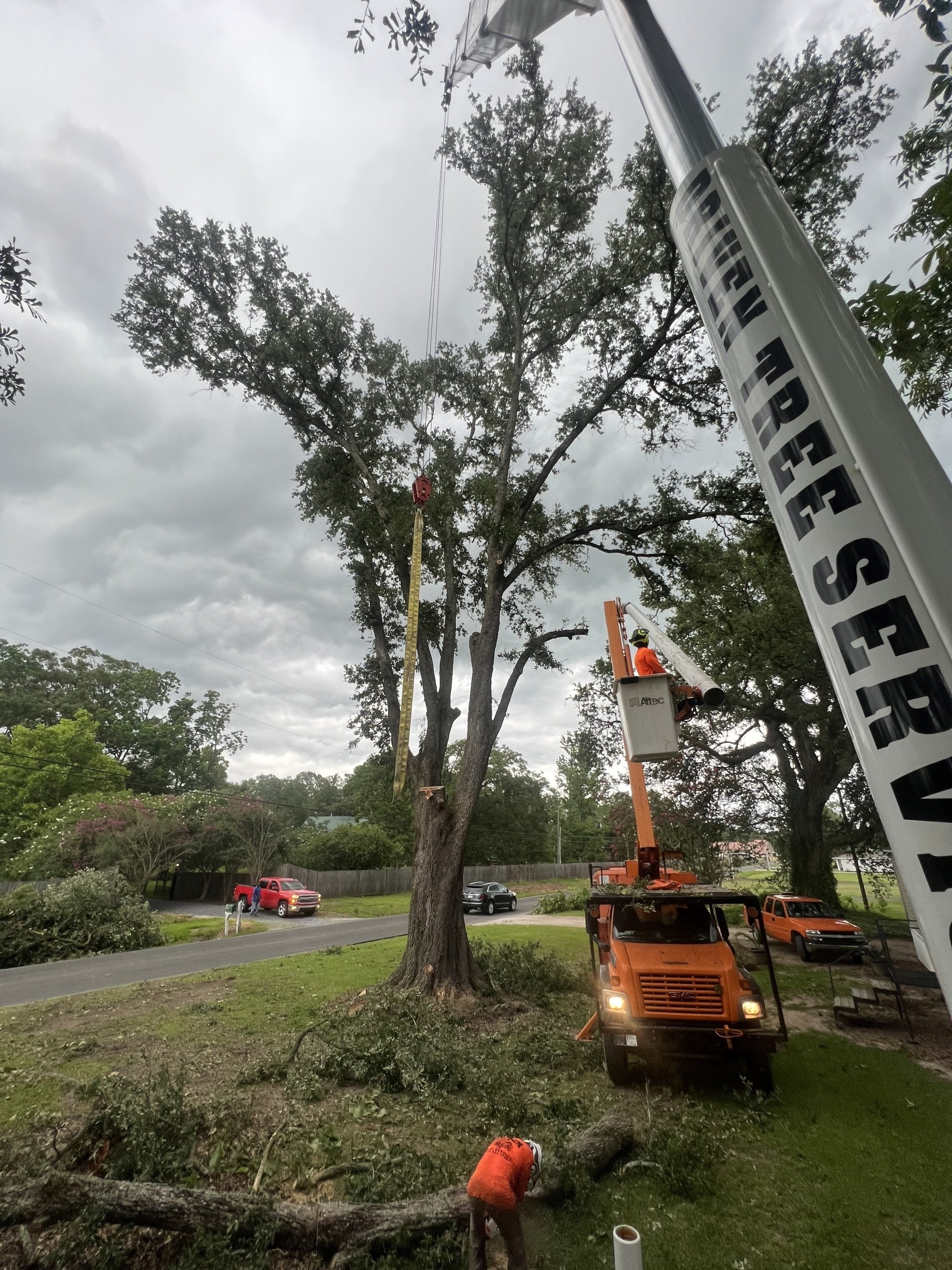 Tree Removal Baton Rouge LA Driven Tree Services