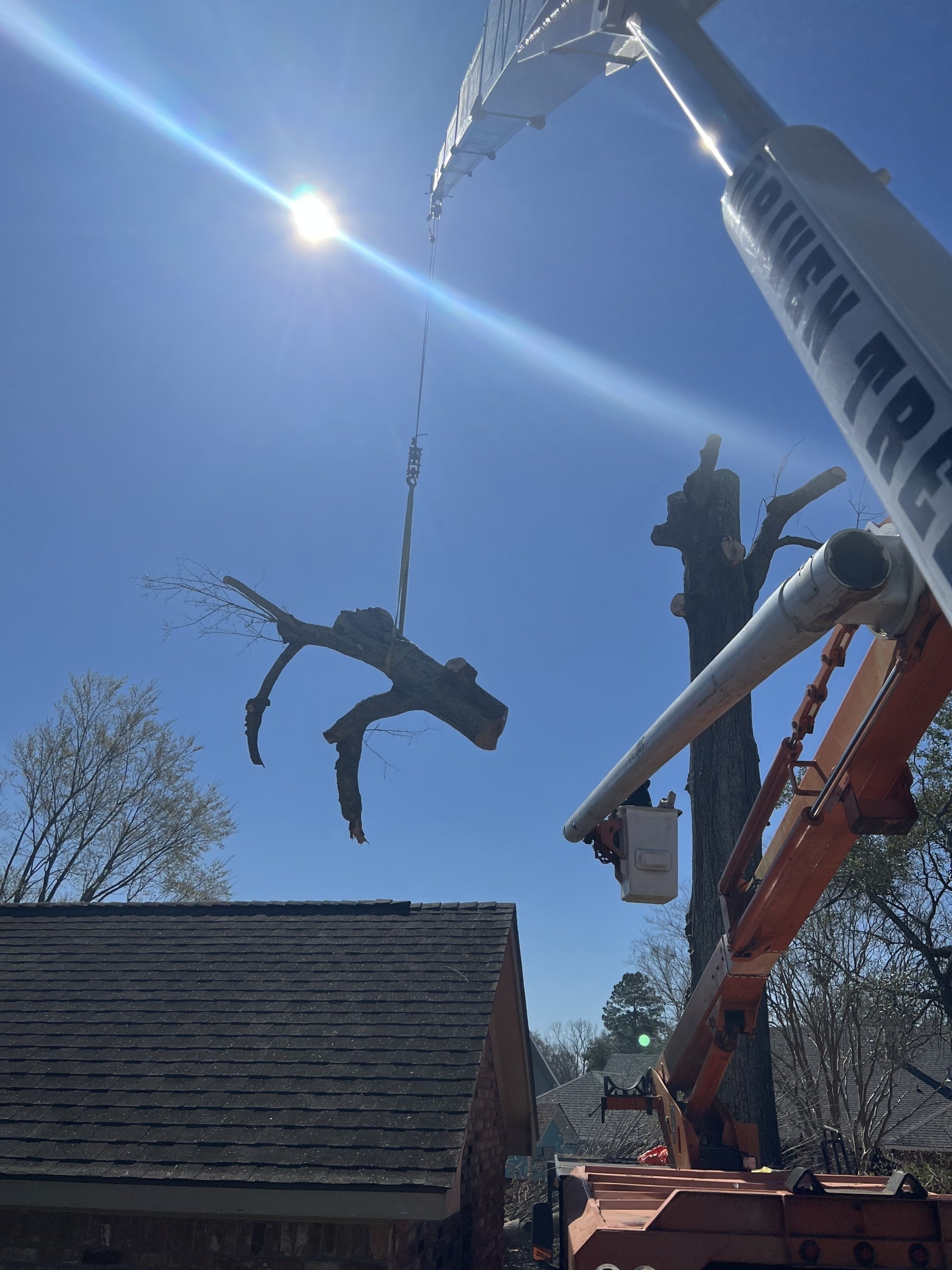Tree Removal Baton Rouge LA Driven Tree Services
