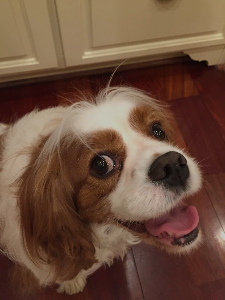 Happy Cavalier King Charles Spaniel with brown and white fur, looking up with tongue out.
