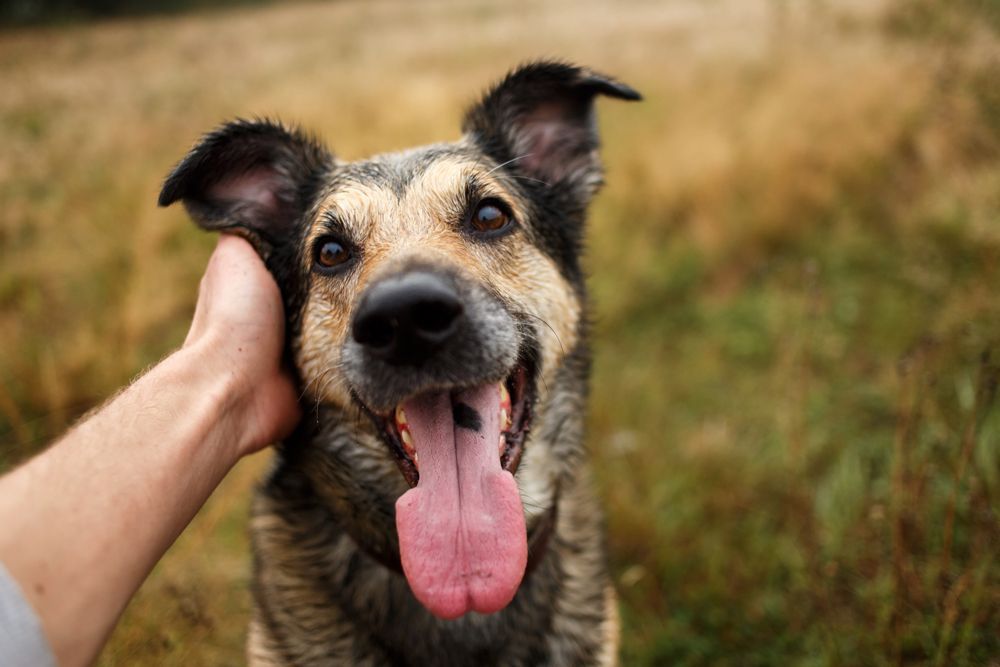Hand petting a happy tan-and-black dog with tongue out in a grassy field