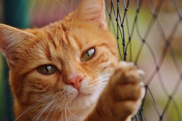 Orange cat pawing at a wire fence, with a focused expression.