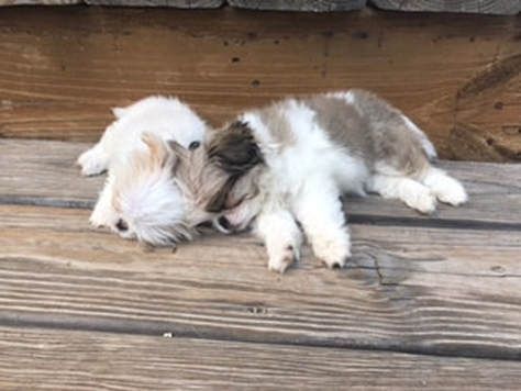 Two fluffy puppies, one white, one brown and white, are playfully cuddling on a wooden deck.
