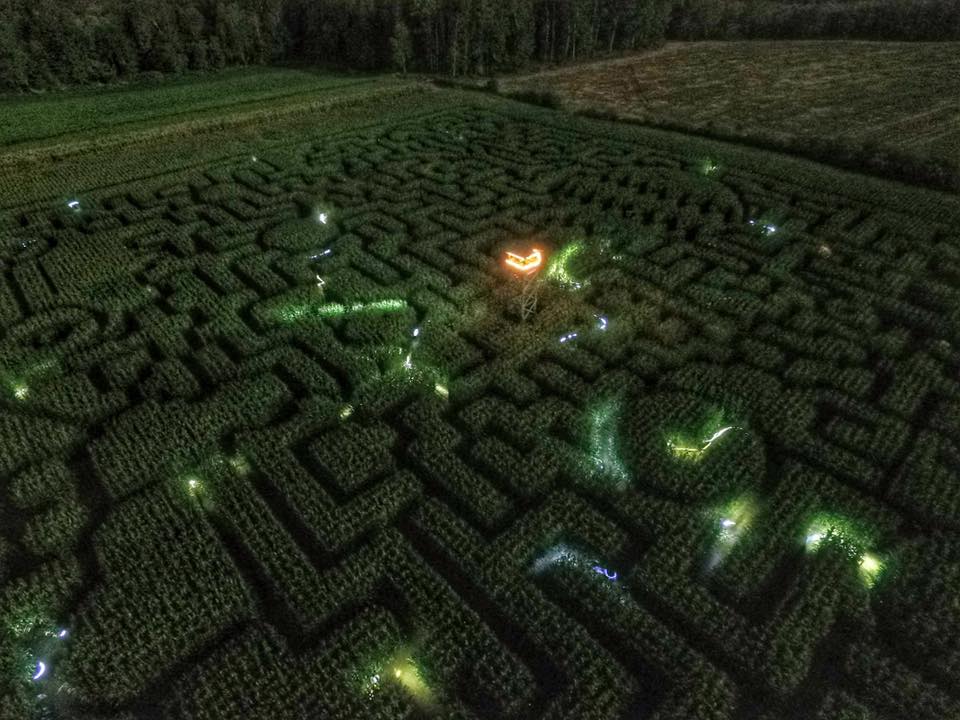 Mazezilla, corn maze at night