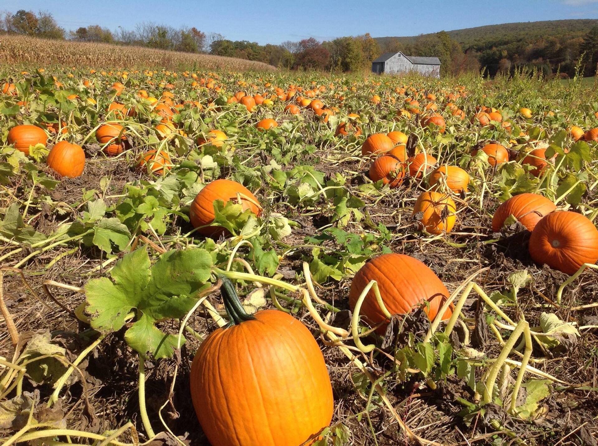 Mazezilla, Lehigh Valley pumpkin patch