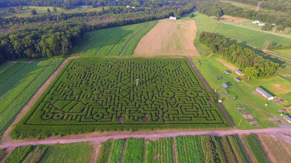 Mazezilla, corn maze