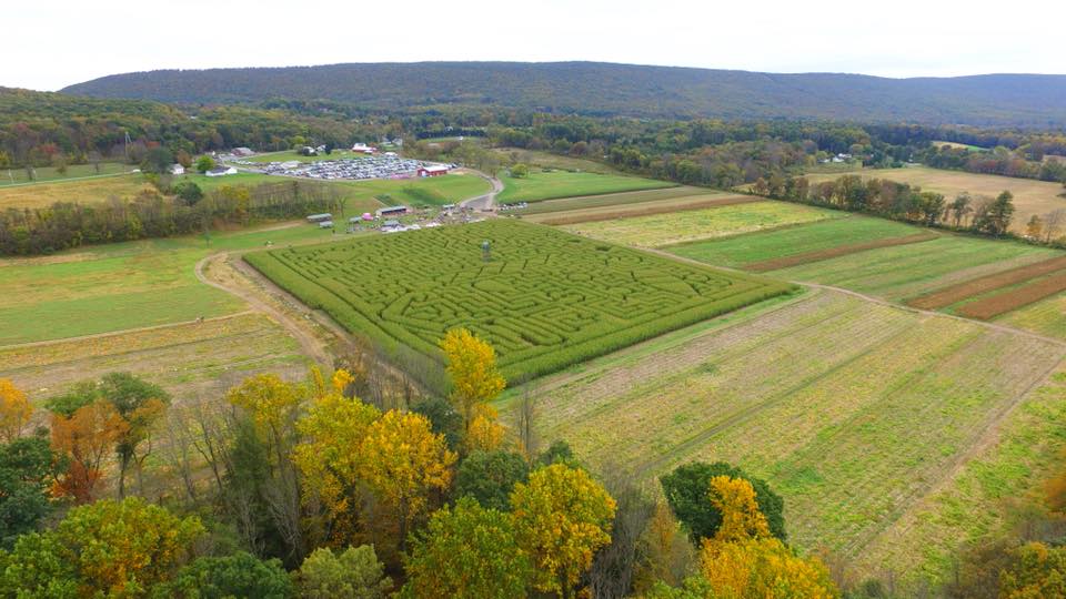Mazezilla, Lehigh Valley corn maze