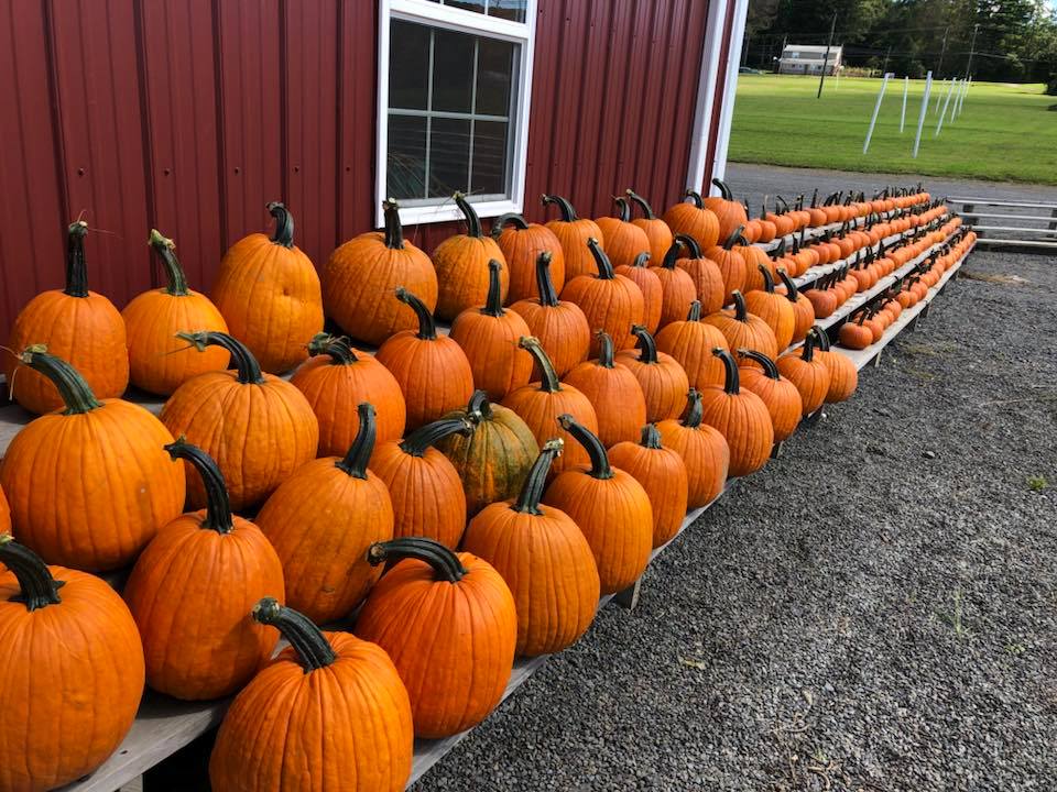 Mazezilla, pick your own pumpkin