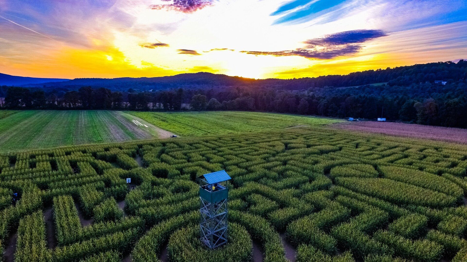 Mazezilla, corn maze sunset