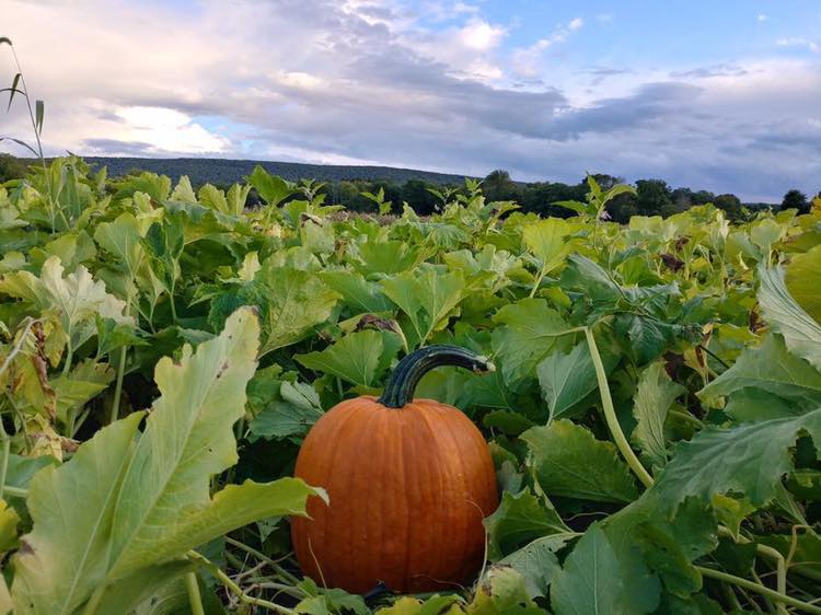 Mazezilla, perfect pumpkin, pumpkin patch