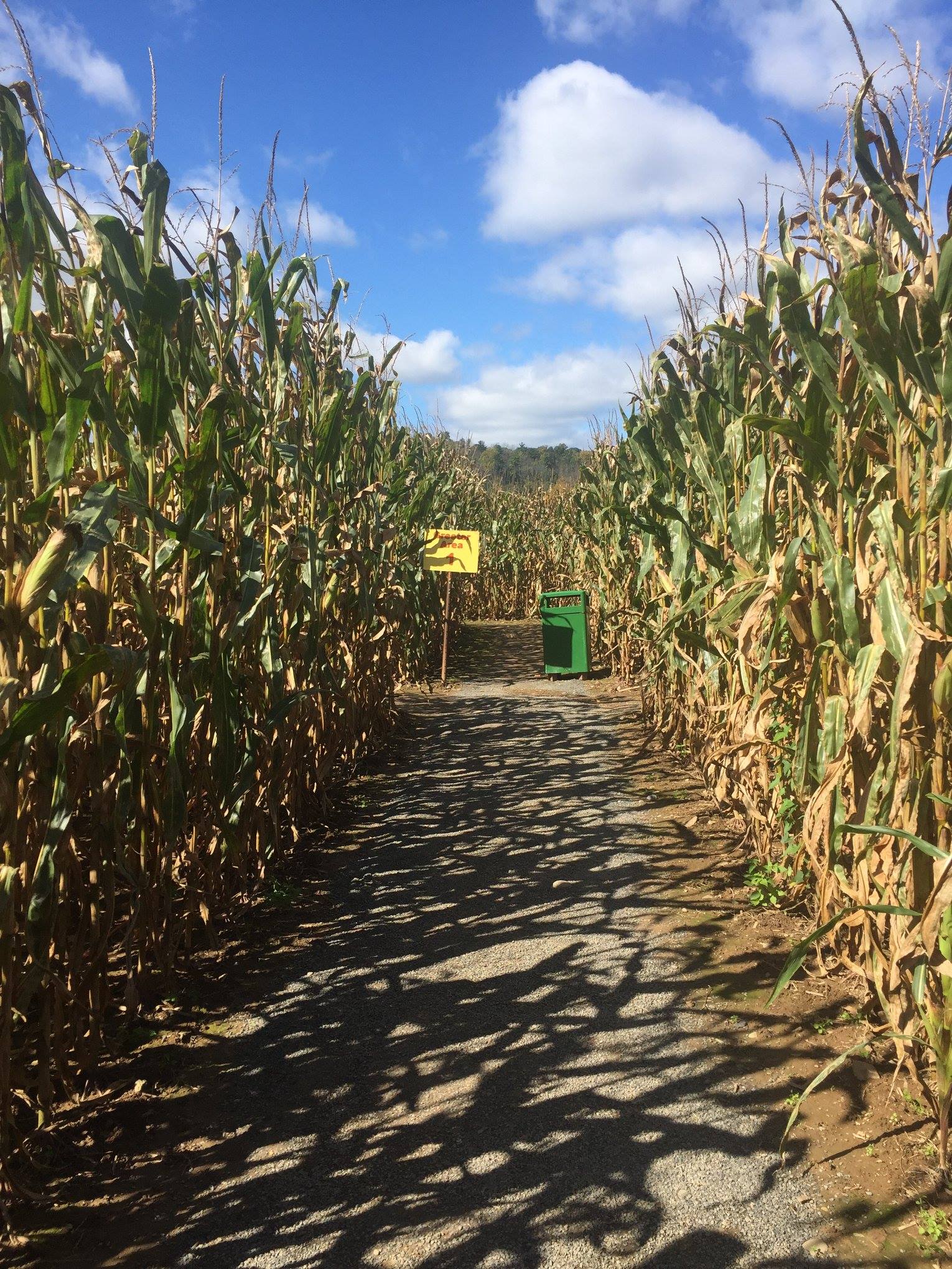 Mazezilla, walking through the corn maze