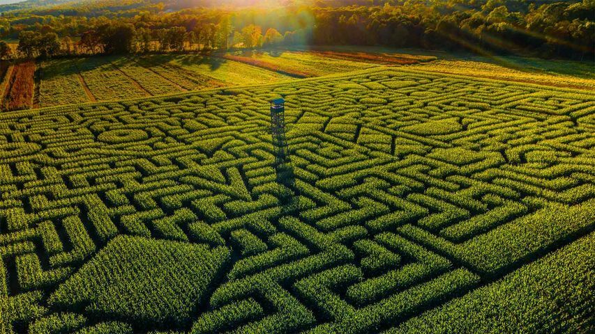 Mazezilla, corn maze