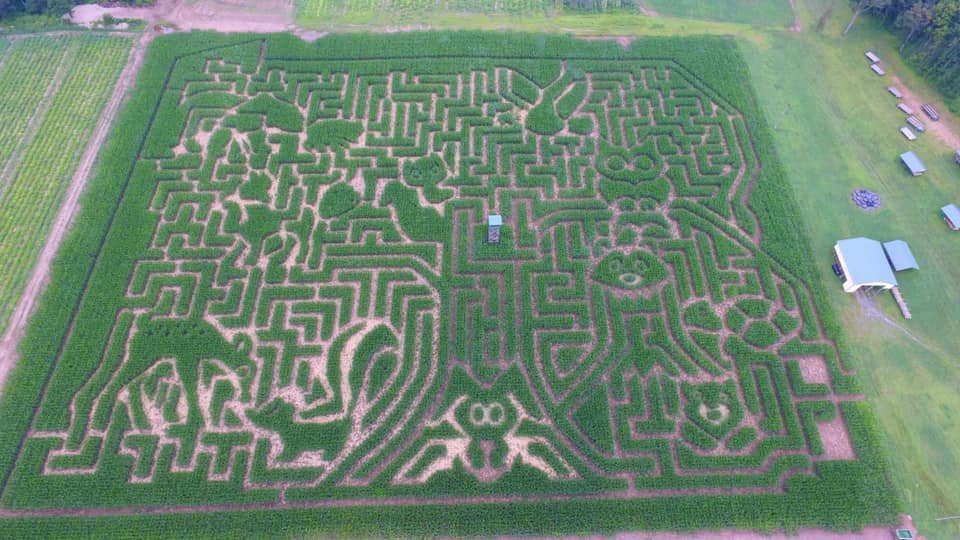 Mazezilla, corn maze overview