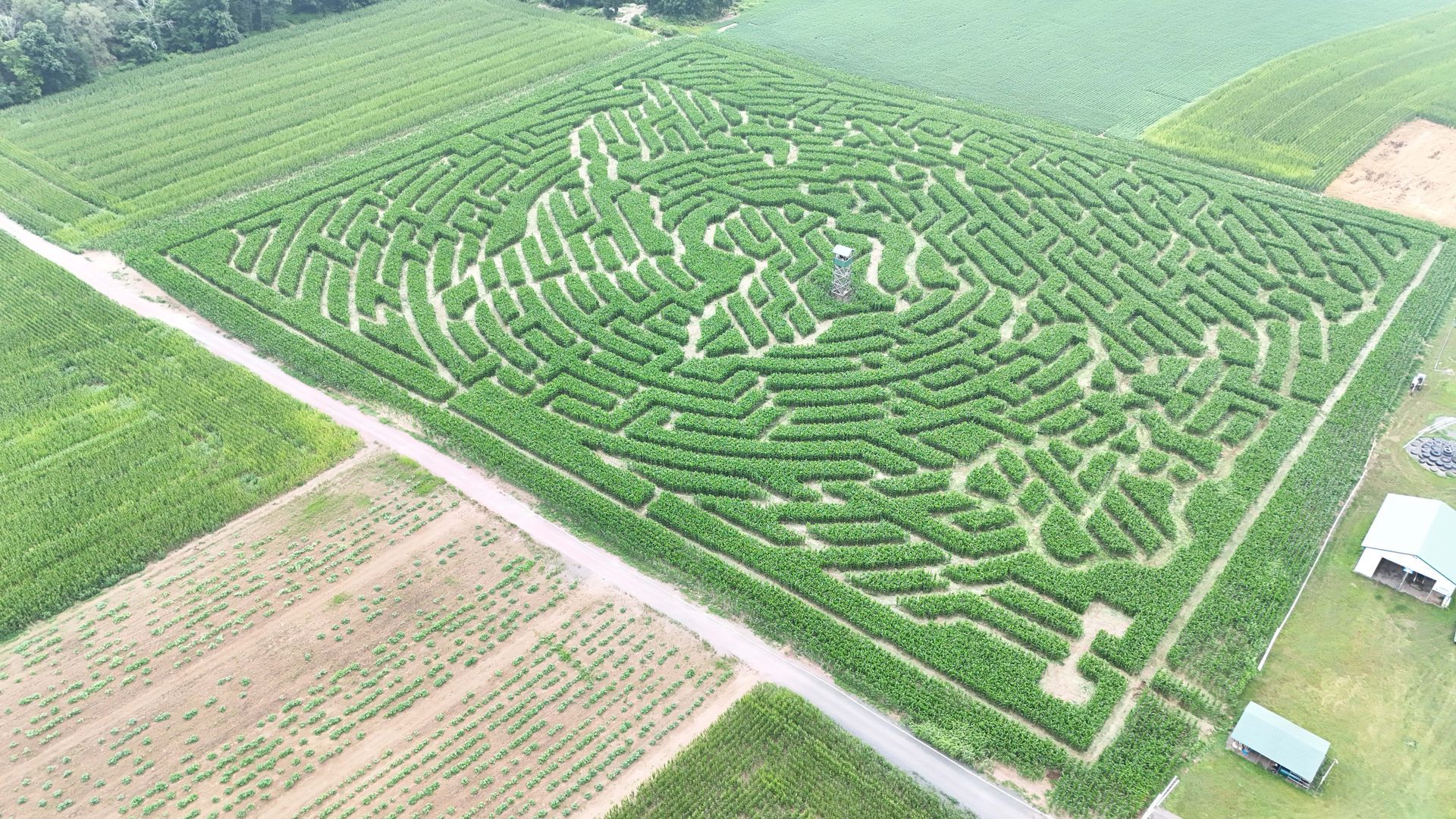 An aerial view of a large maze in a corn field.