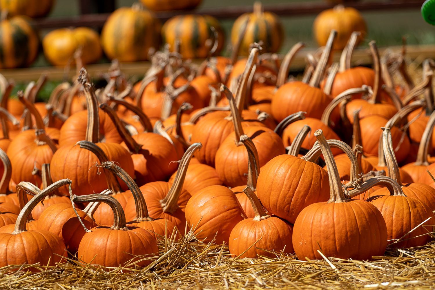 A pile of pumpkins sitting on top of a pile of hay.
