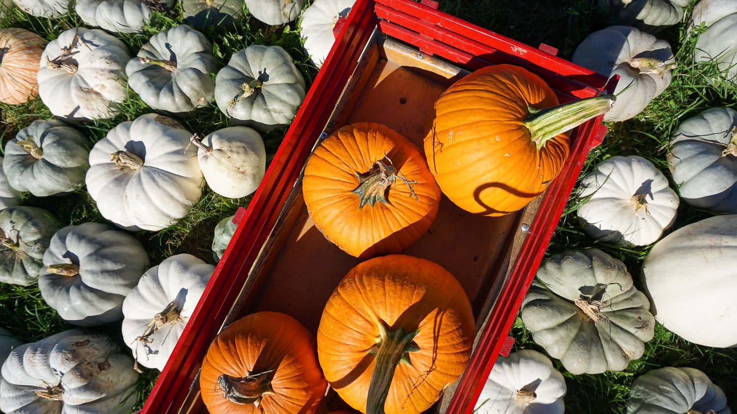 A red crate filled with pumpkins is surrounded by white pumpkins.