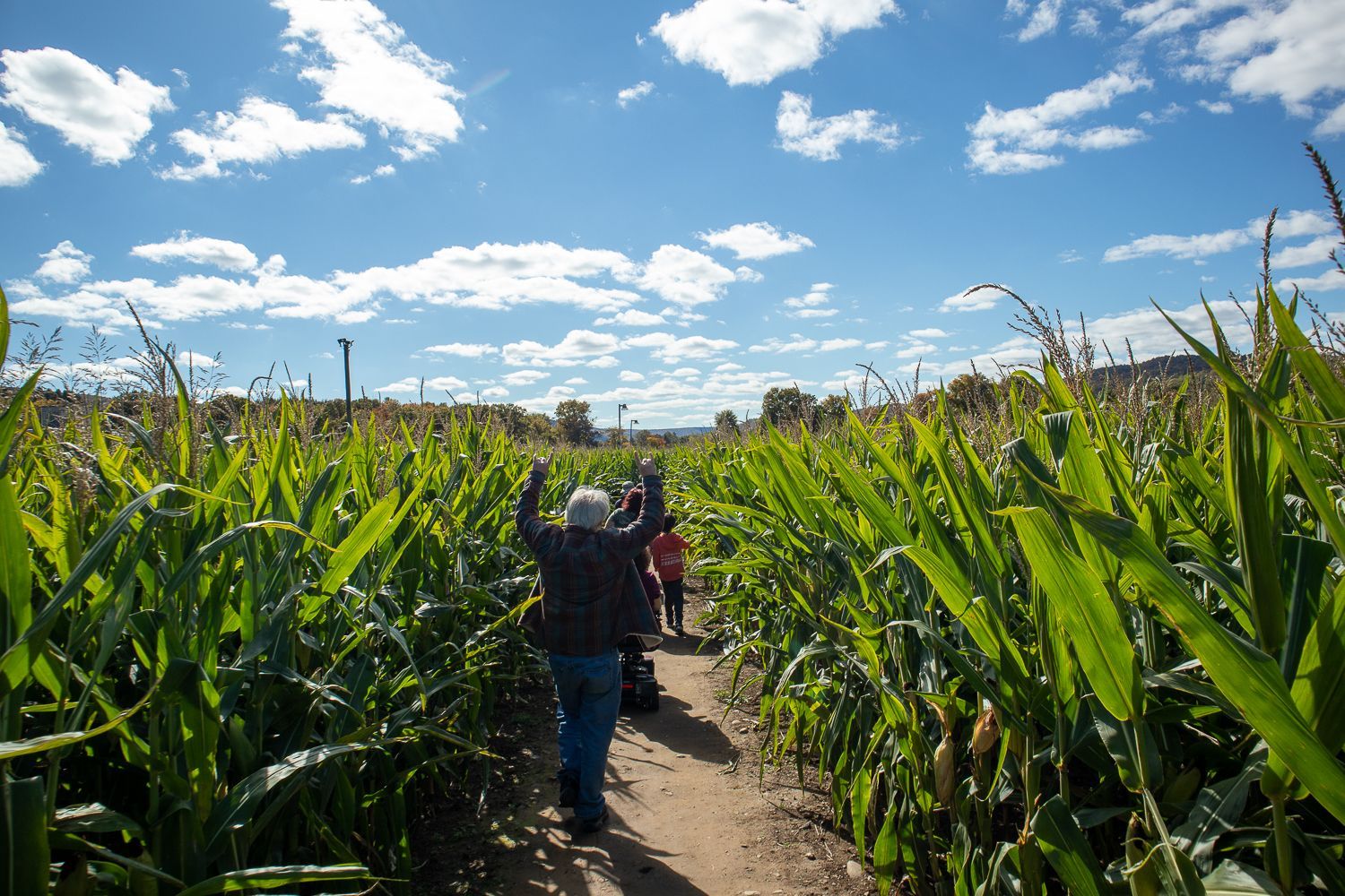 A group of people are walking through a corn maze.