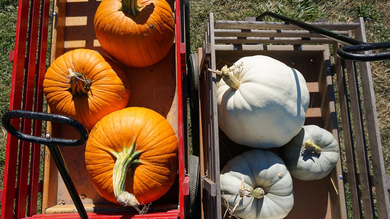 A red wagon filled with pumpkins and a white wagon filled with pumpkins