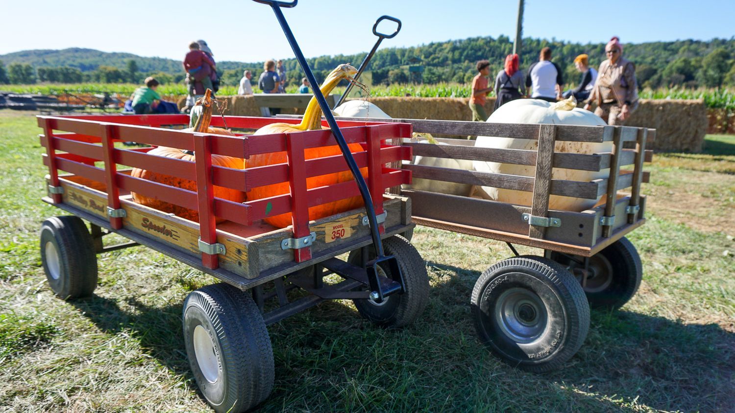 Two wagons filled with pumpkins are parked in a field.