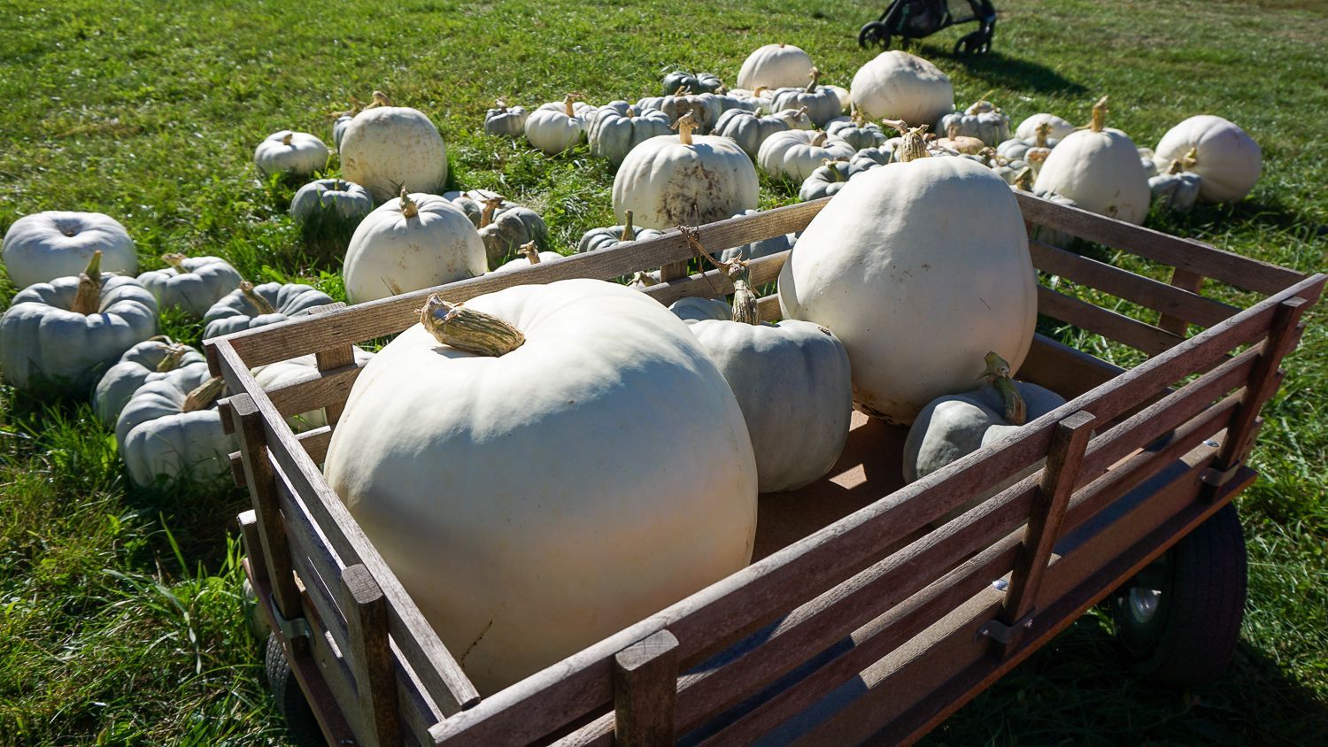 A wooden wagon filled with white pumpkins in a field.