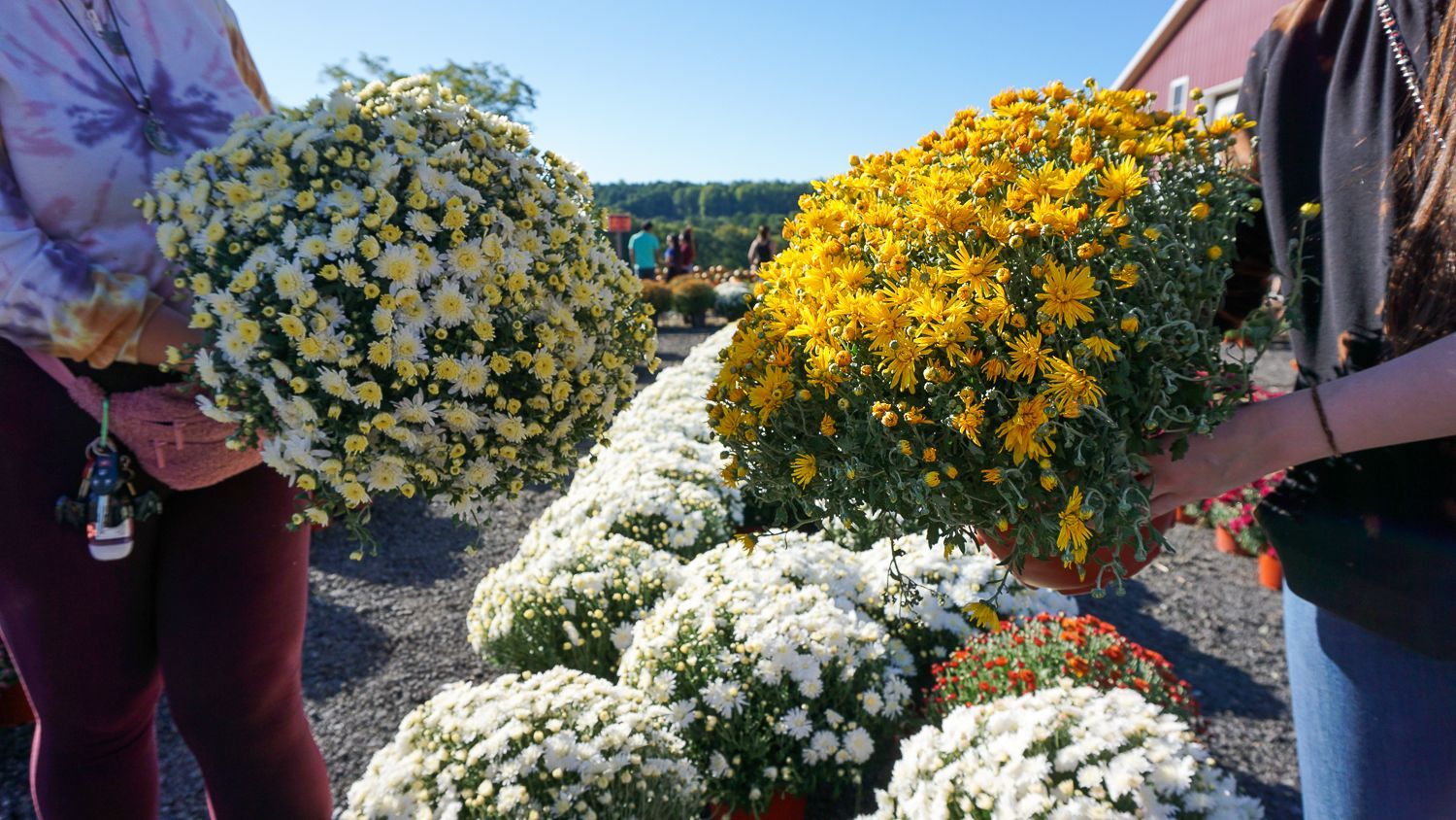 Two women are holding flowers in their hands in front of a bunch of flowers.