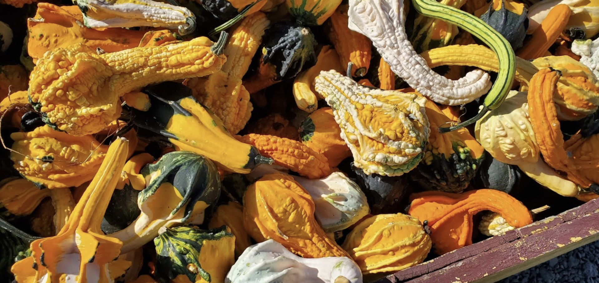 Mazezilla, gourds