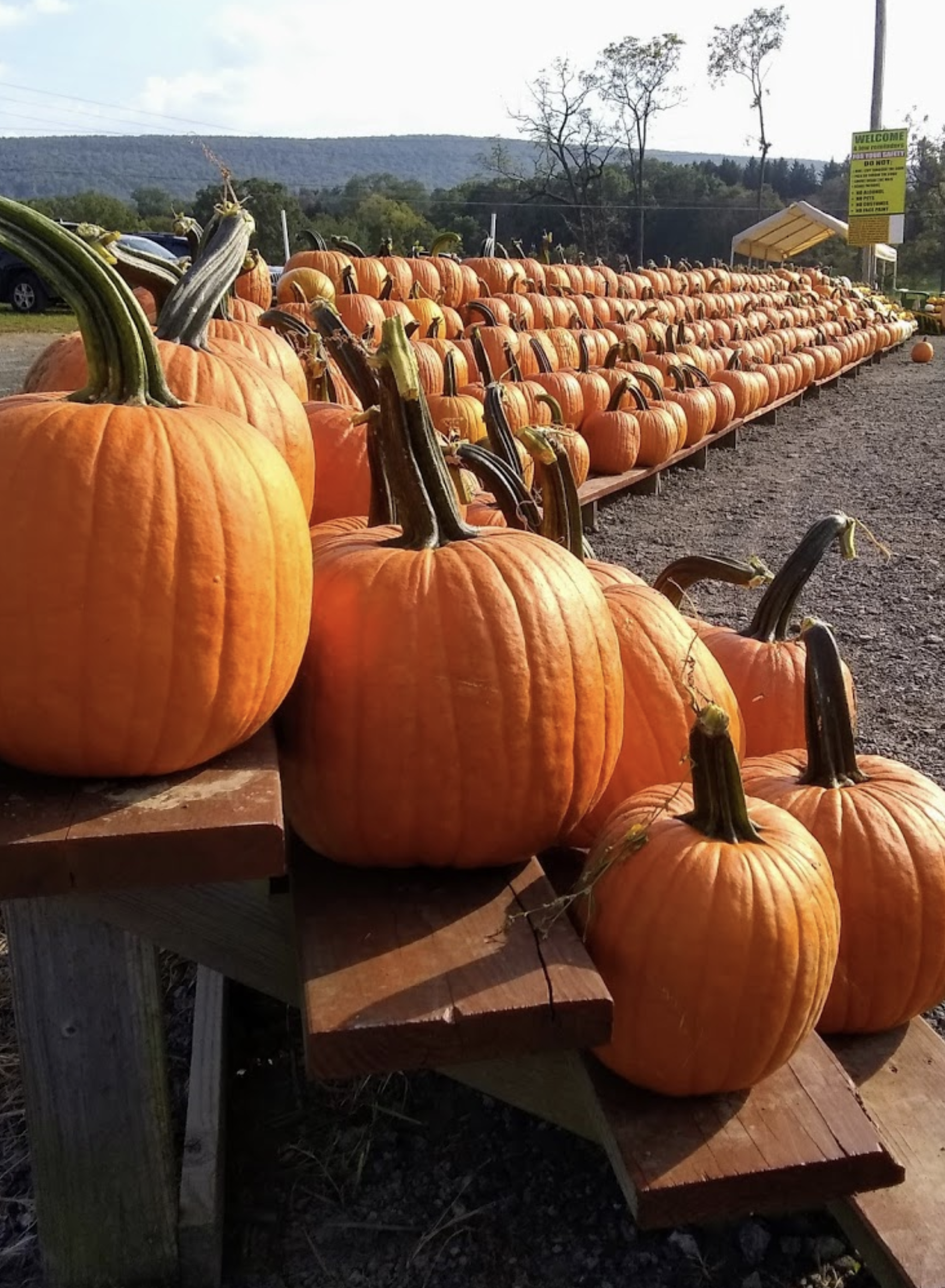 Mazezilla, pumpkins, produce stand