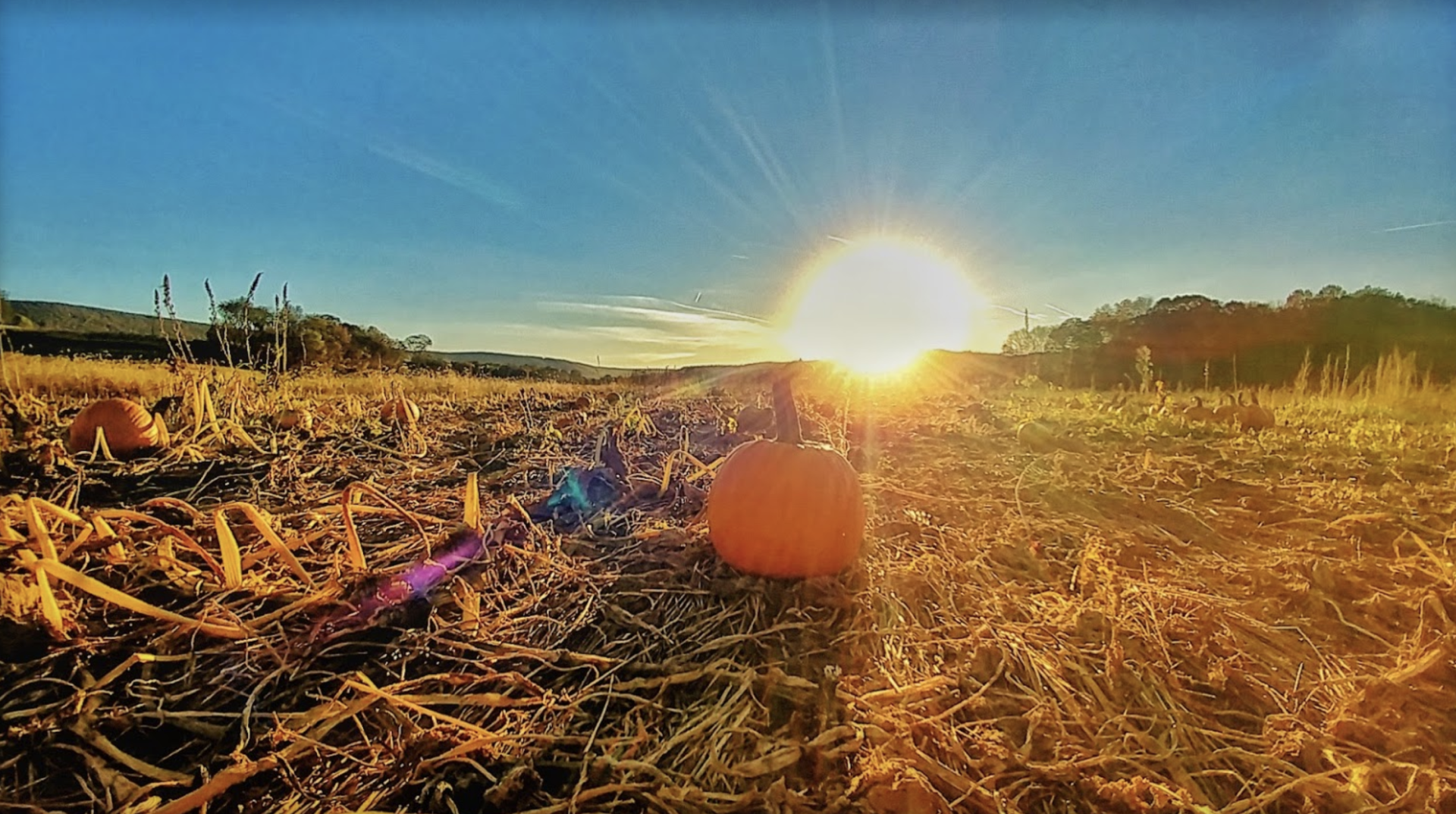 Mazezilla, pumpkin in the sunset