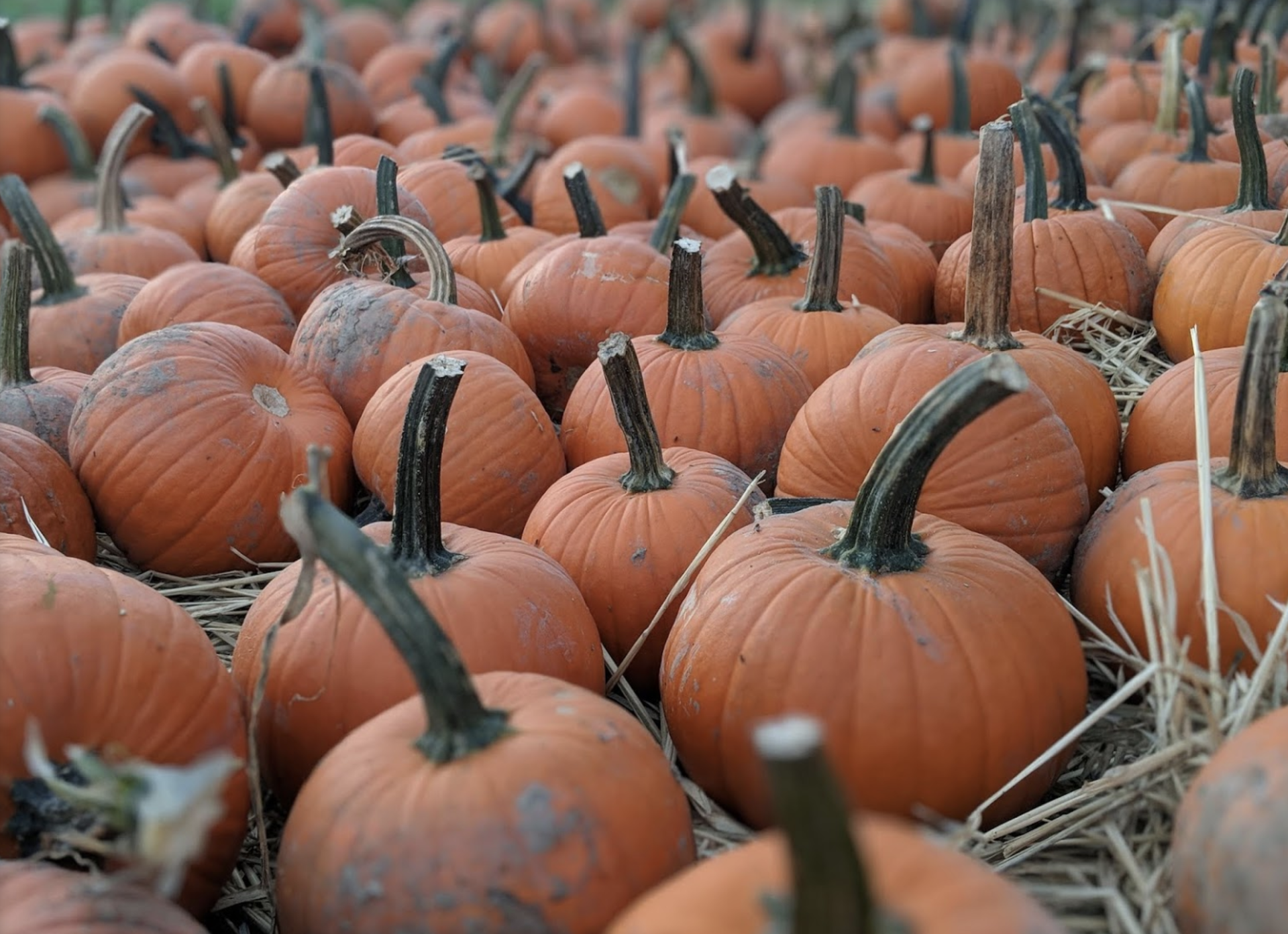 Mazezilla, pumpkins