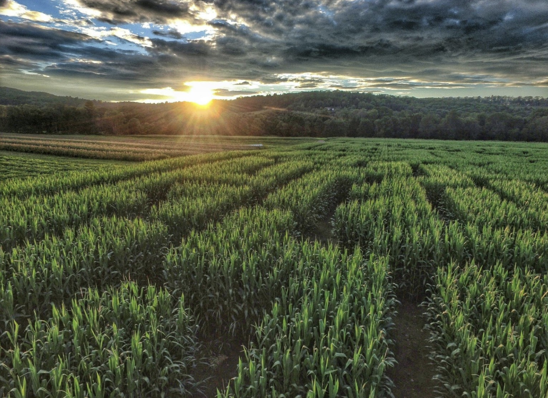 Mazezilla, overview of corn maze